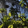 熱帯植物園