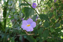 亜熱帯植物園