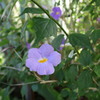亜熱帯植物園