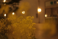 街頭に照らされる小花達