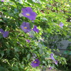 亜熱帯植物園