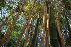 亜熱帯植物園