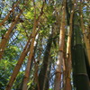 亜熱帯植物園
