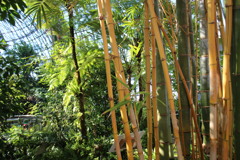 亜熱帯植物園