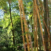 亜熱帯植物園
