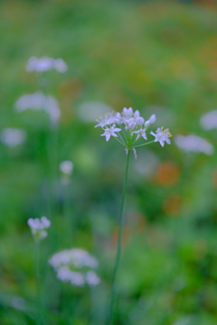 DSCF0251