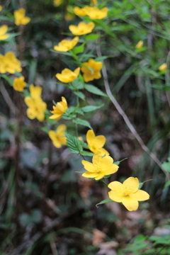 花の滑り台
