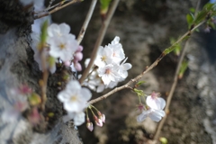 DSC01978