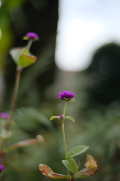 晩秋