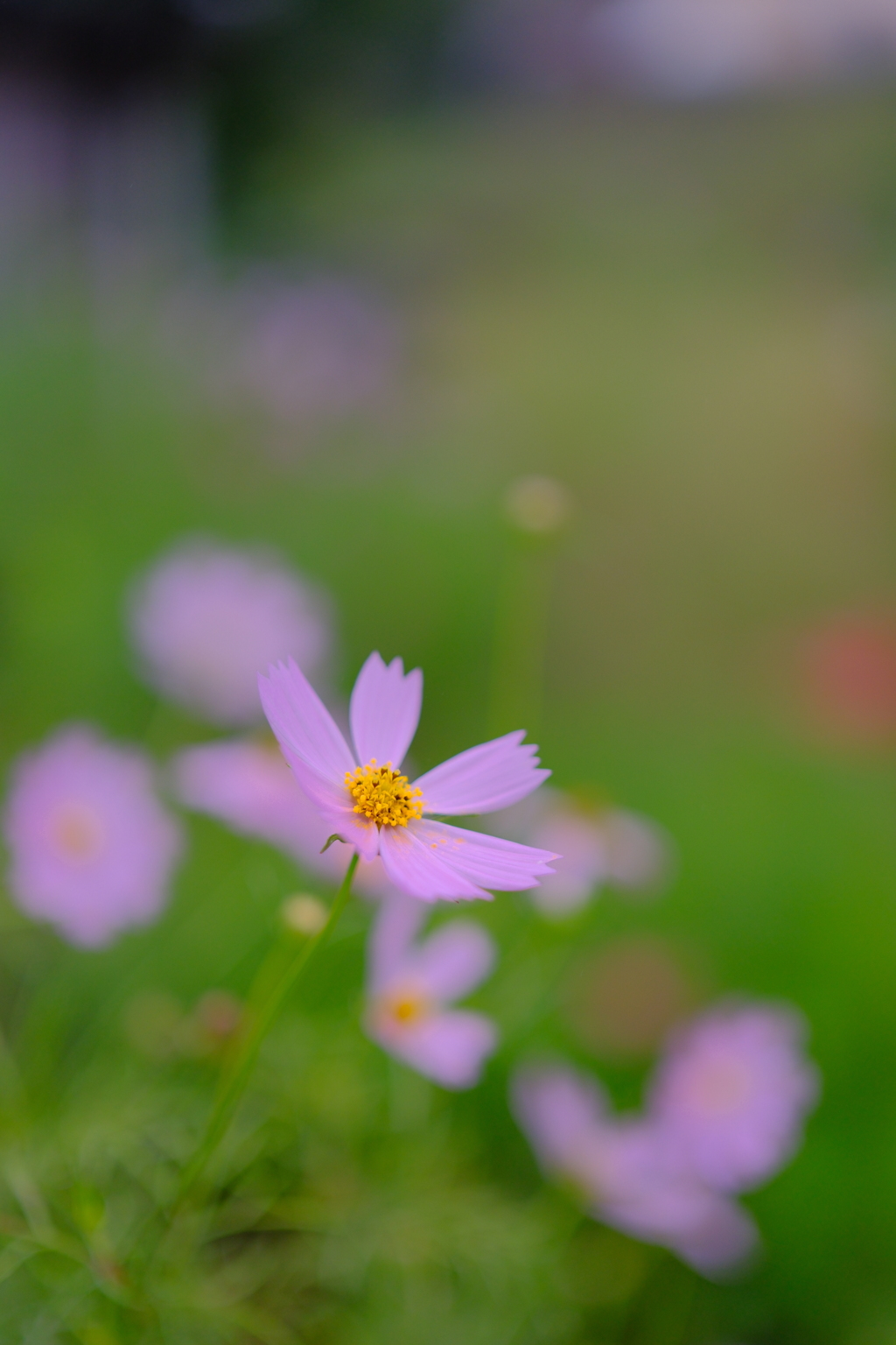 DSCF0250