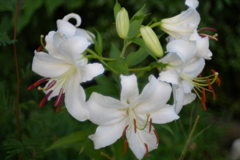 DSC02615