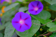 DSCF0248