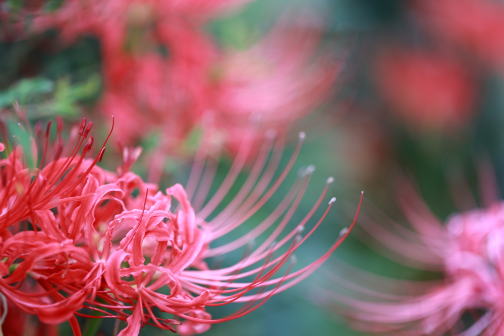 曼珠沙華