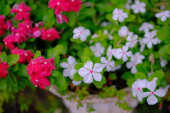DSCF0247