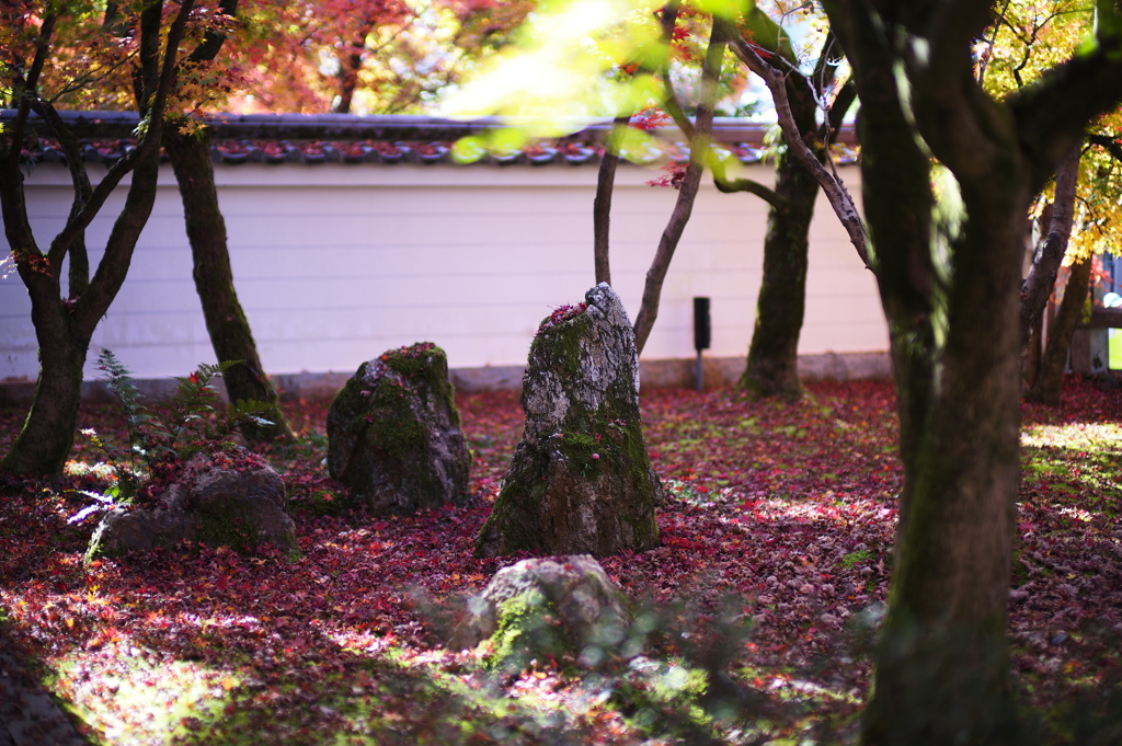 京Leica613