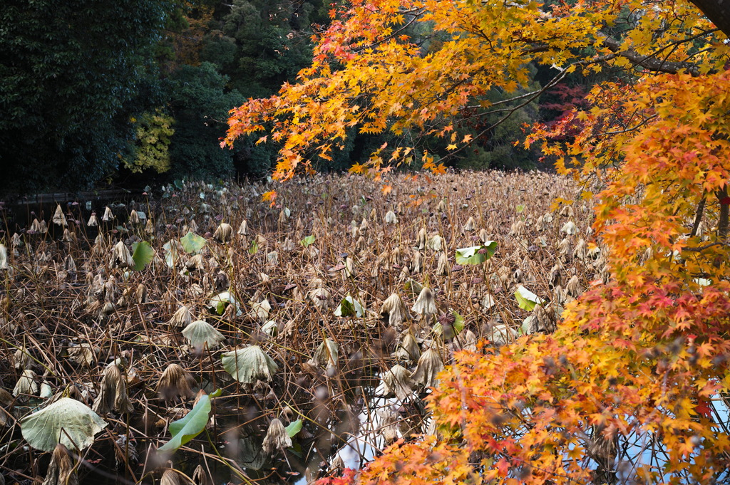 京Leica426