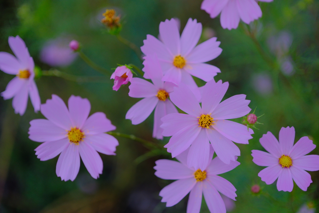 DSCF0258