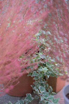 DSCF0234