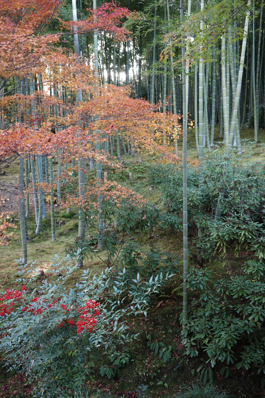 京GRx585