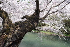 花見