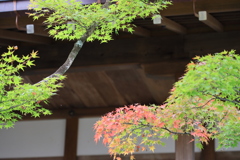 秋の彩り
