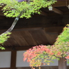 秋の彩り