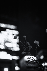 in the shadow