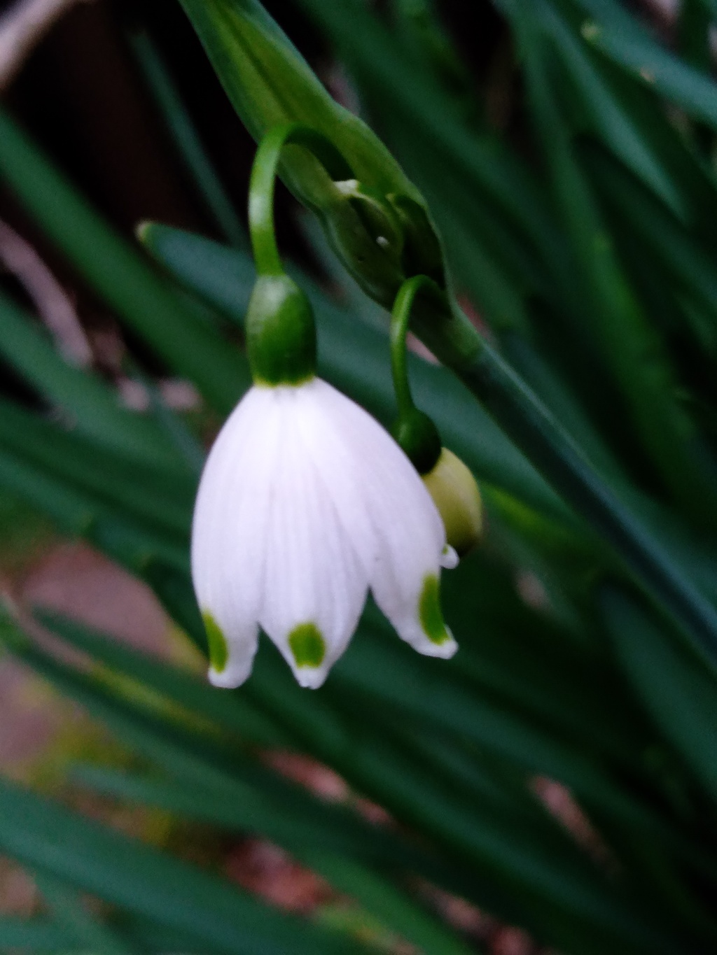 山中花