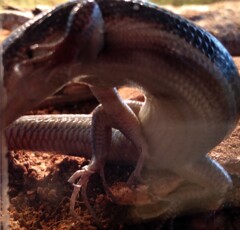 Japanesefivelineskink