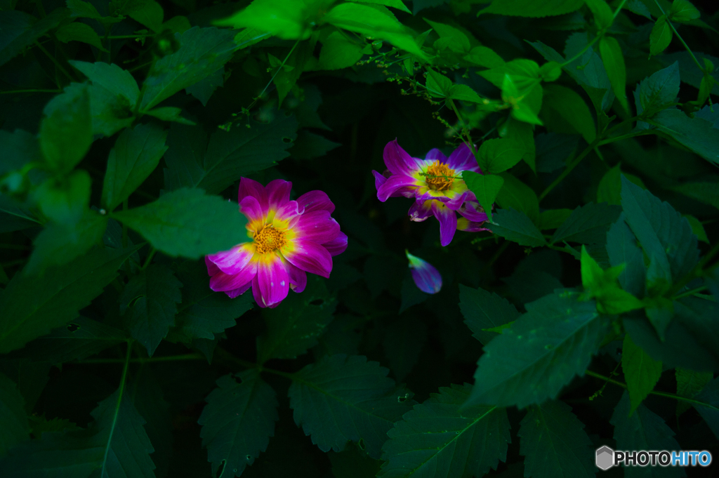 Wild peony