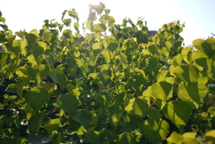 P1040518