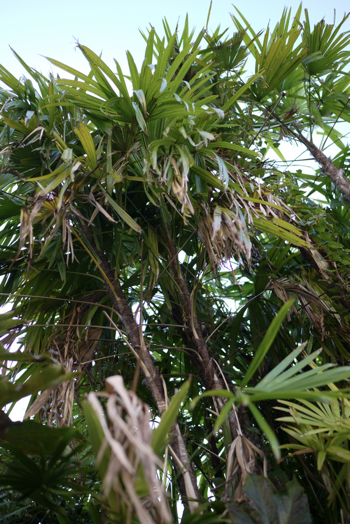 P1040559