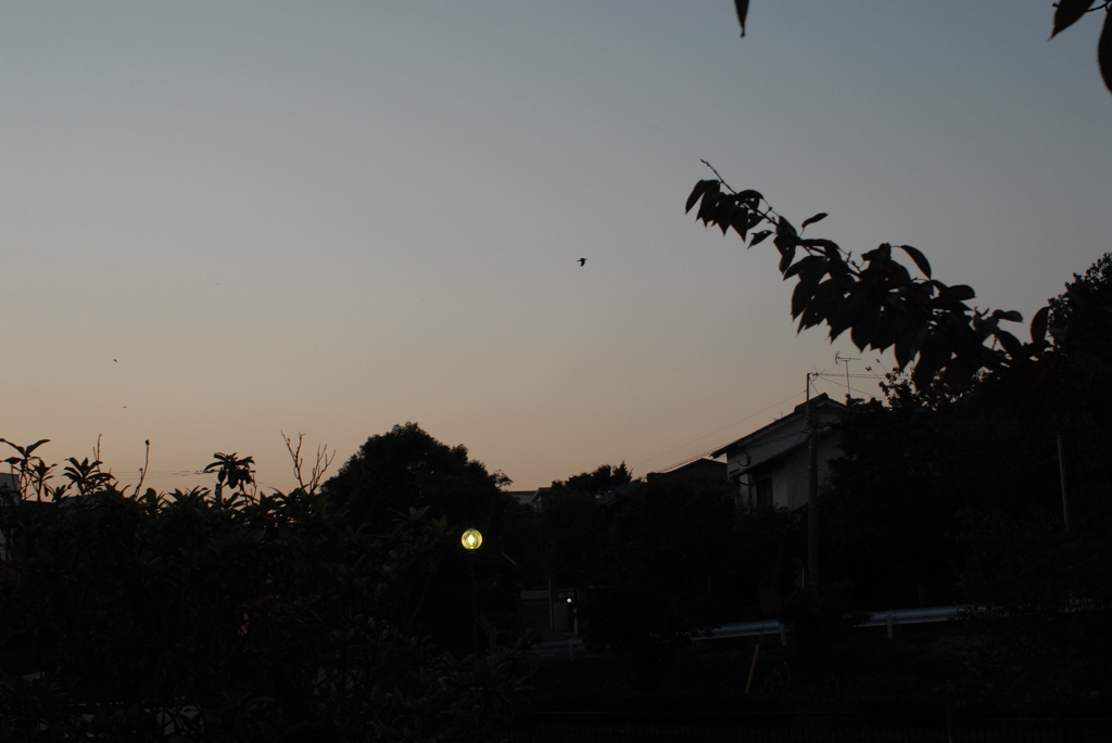 昨夕暮れ散歩 帰ったら待ってた