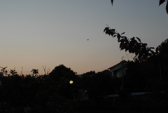 昨夕暮れ散歩 帰ったら待ってた