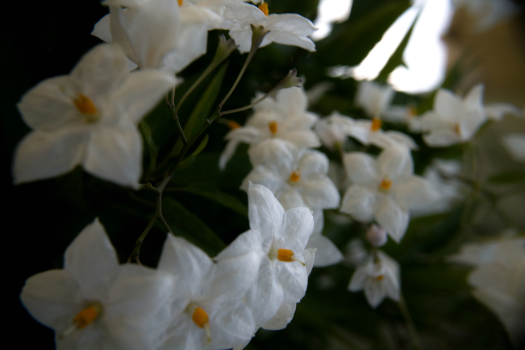 SDIM0828
