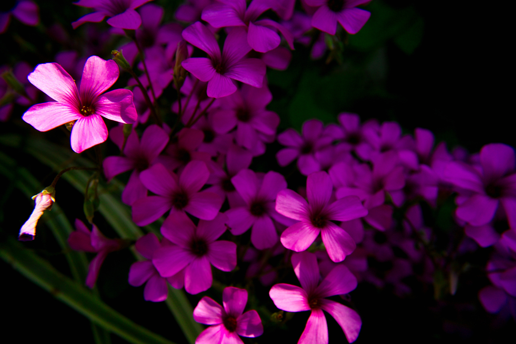 SDIM0832