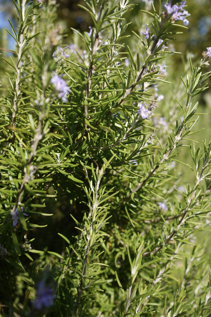 P1040506