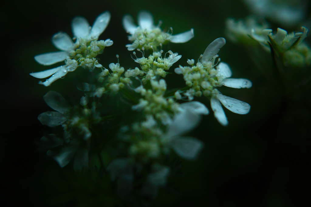 SDIM1835