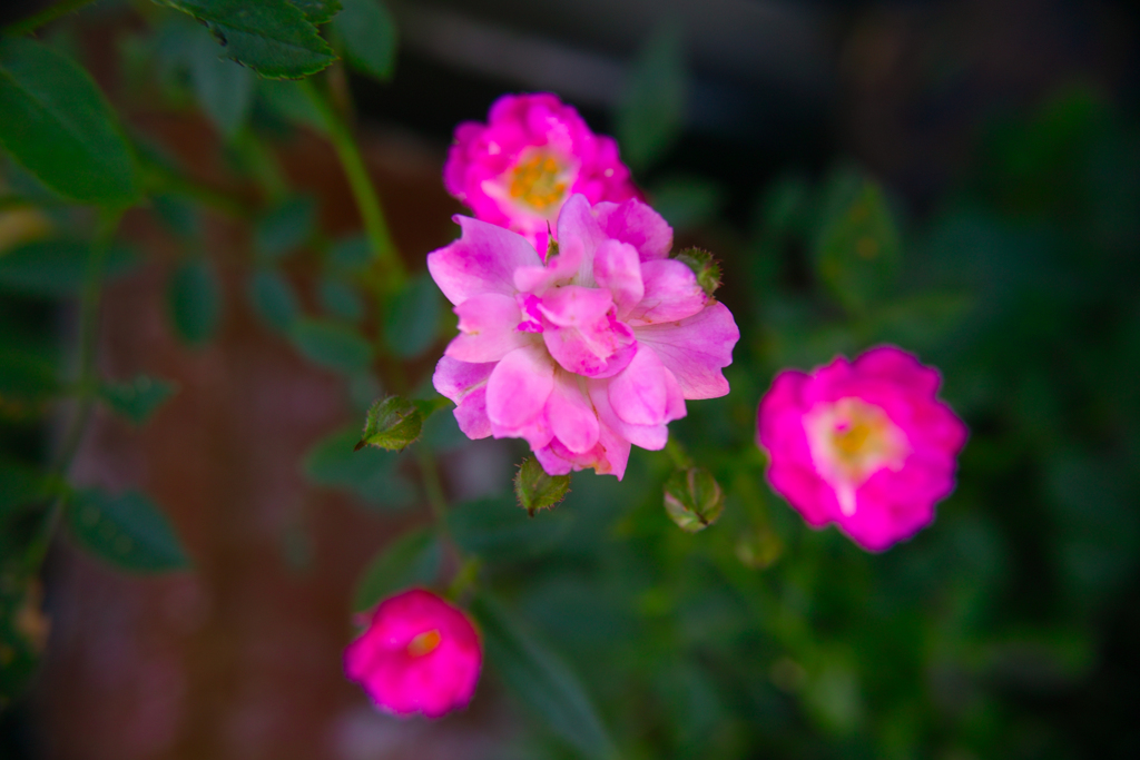 SDIM0829