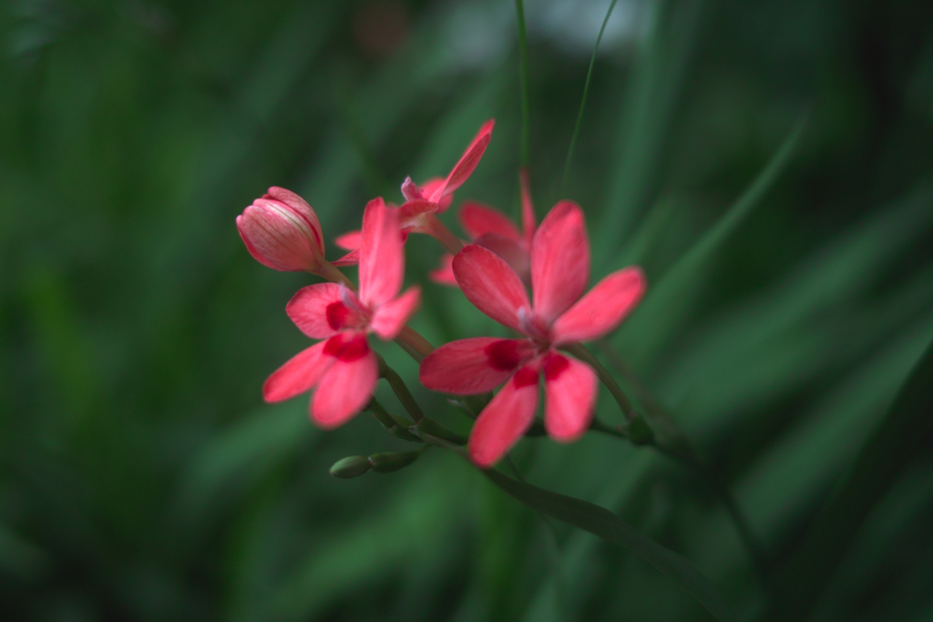SDIM1530