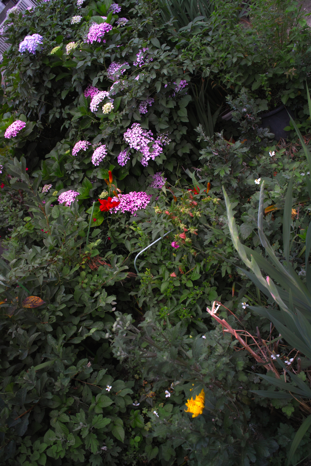 SDIM1015