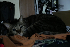 真夜中のシマシマ