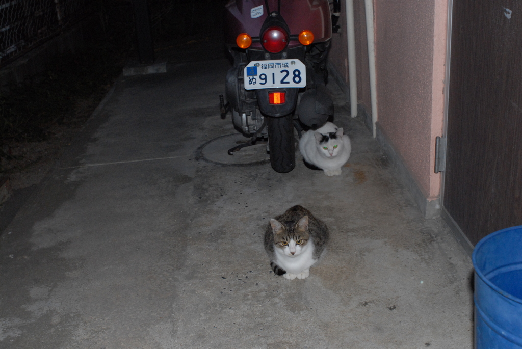 昨夕暮れ散歩 帰ったら待ってた