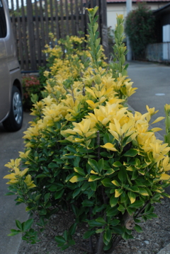 昨夕暮れ散歩 帰ったら待ってた