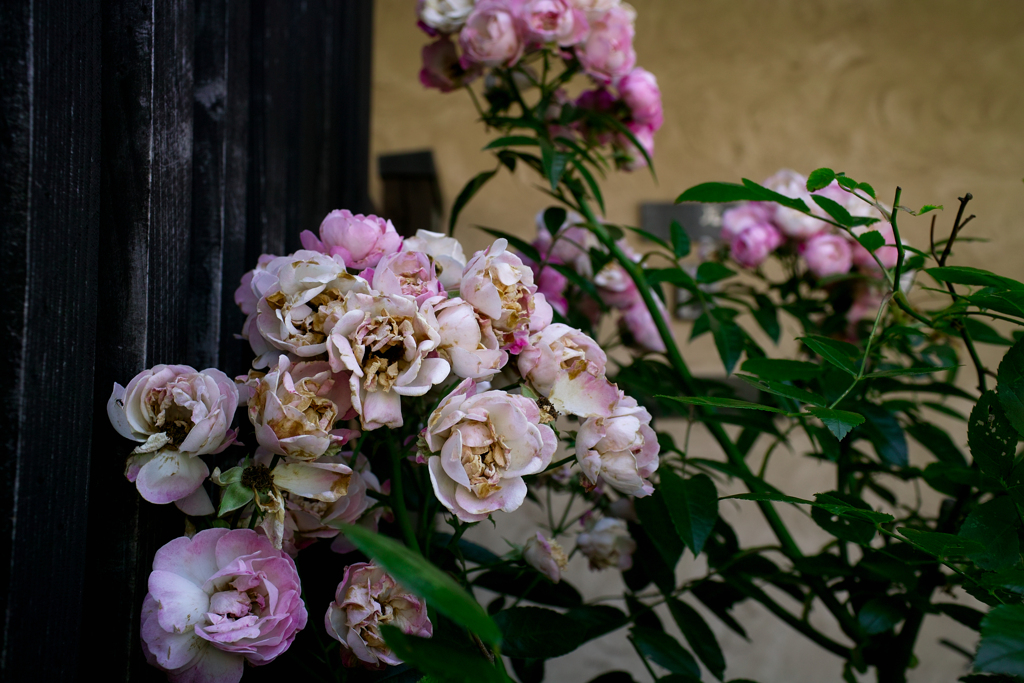 SDIM0887