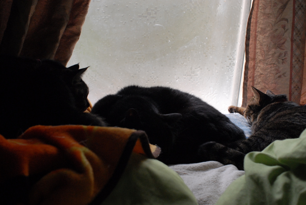 茶々丸クロクロシマシマ