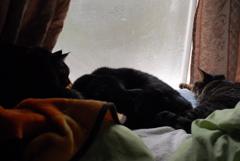 茶々丸クロクロシマシマ