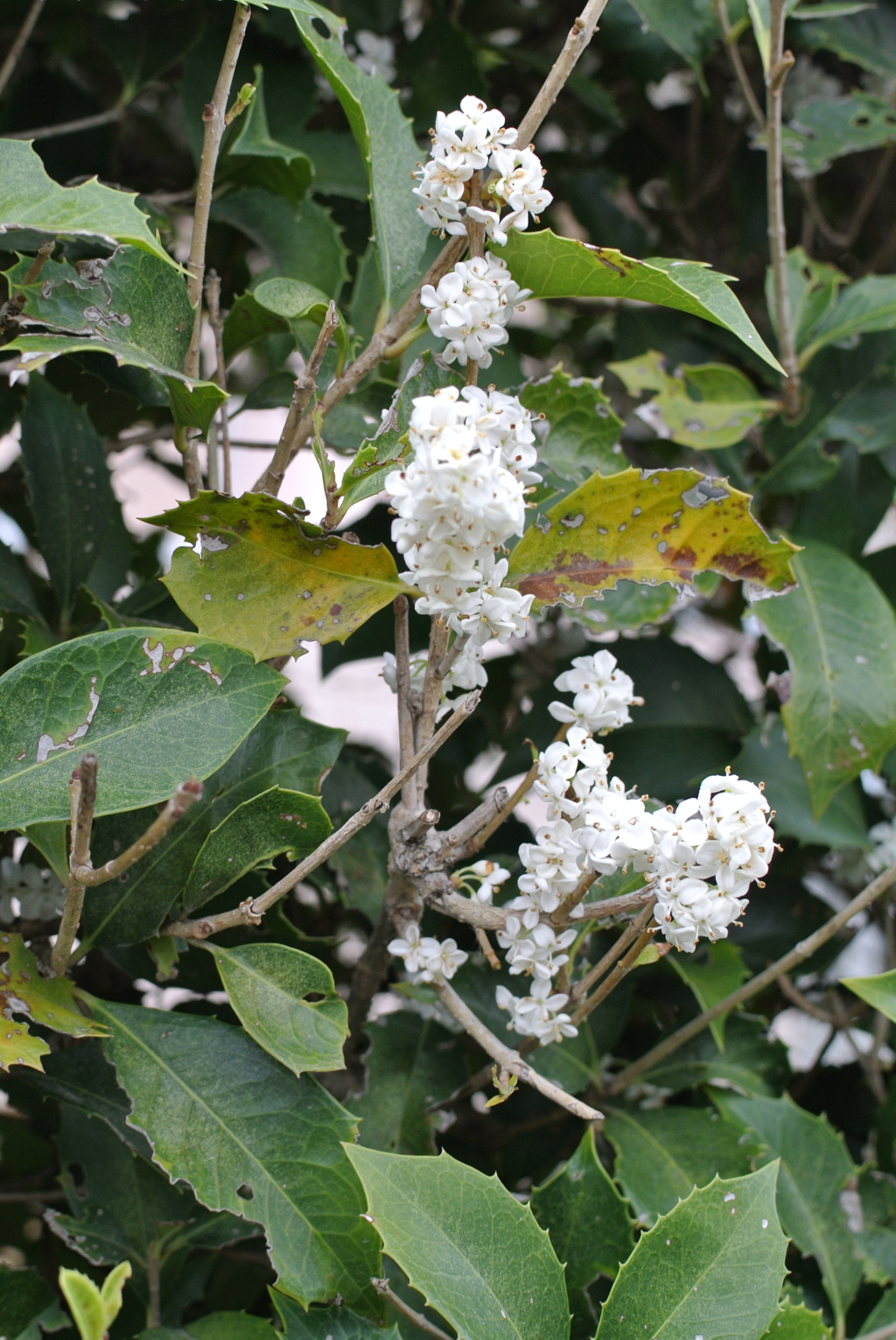 DSC_1689