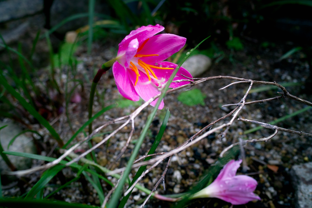SDIM0601