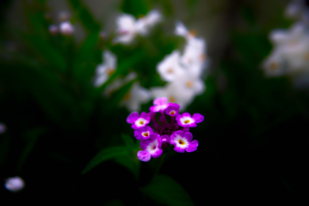 SDIM0827